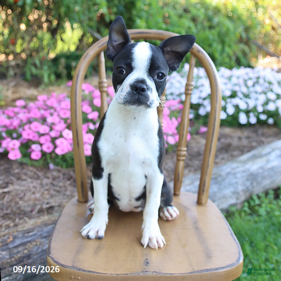 Boston Terrier dogs Candy - Ad 1
