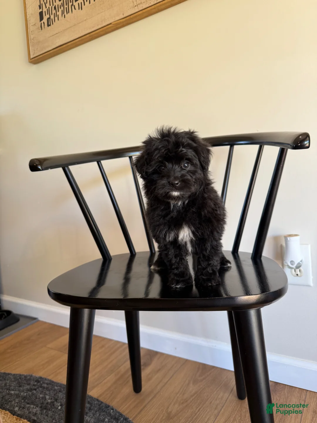 Mixed Breed dogs for sale: Justin  - Ad 2