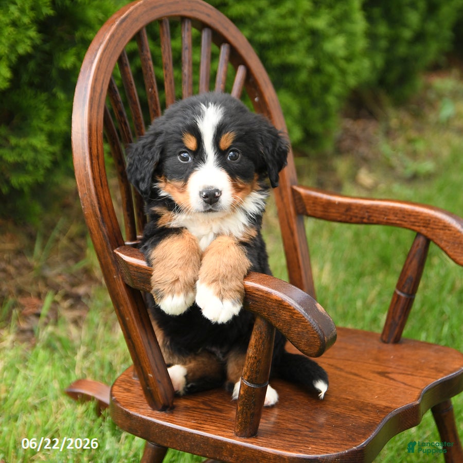 Bernese Mountain Dog dogs Luxe - Ad 1