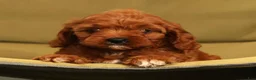 Cavapoo dogs for sale: Roger - Ad 8