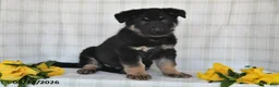 German Shepherd dogs for sale: Nash - Ad 1