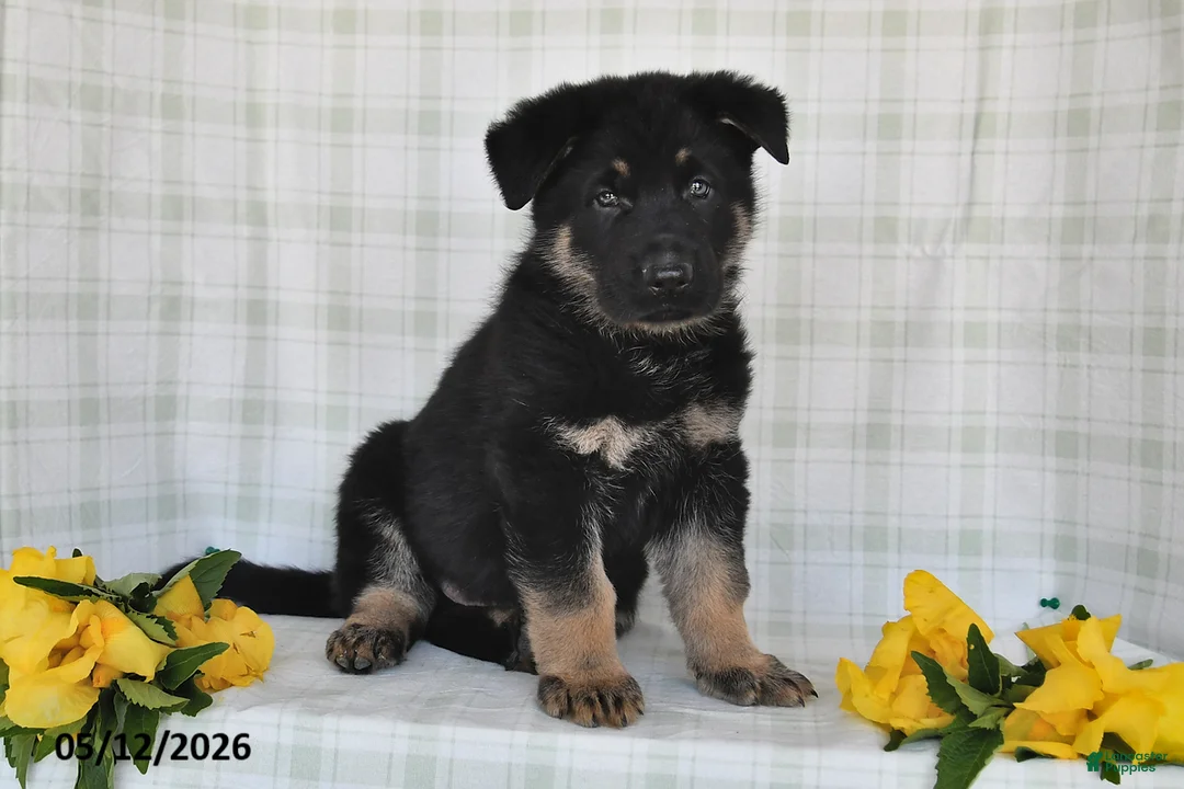 German Shepherd dogs for sale: Nash - Ad 1