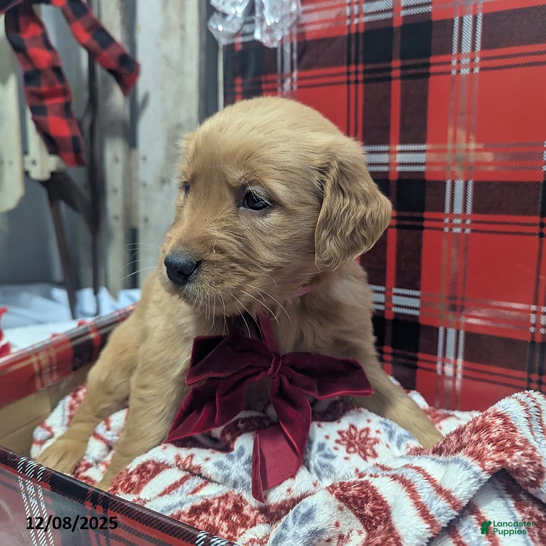 Golden Retriever dogs for sale: Hope - Ad 2