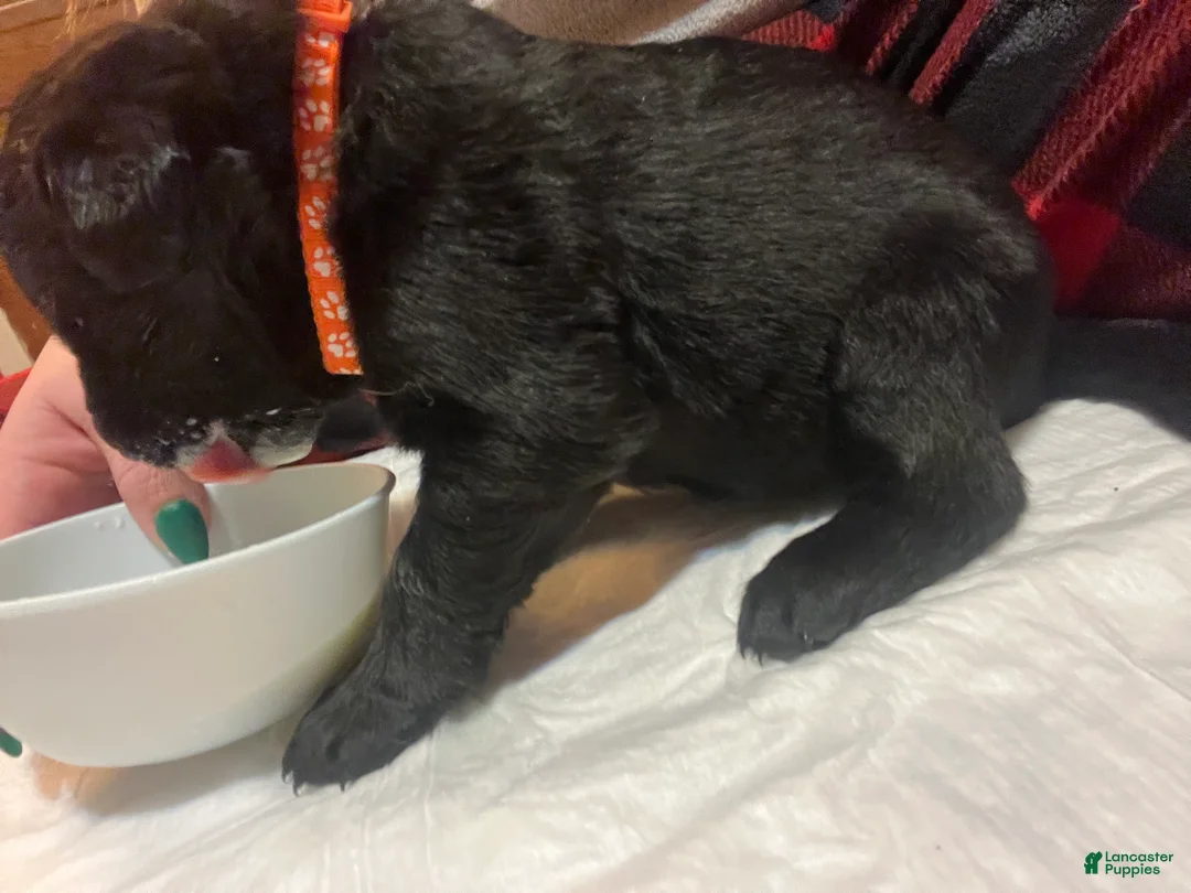 Mixed Breed dogs for sale: Mixed Breed Puppy 2 - Ad 2