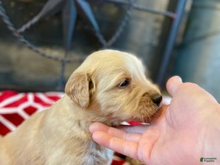 Golden Retriever dogs Hunter - Ad 38