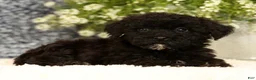 Havapoo dogs for sale: Ranger - Ad 3