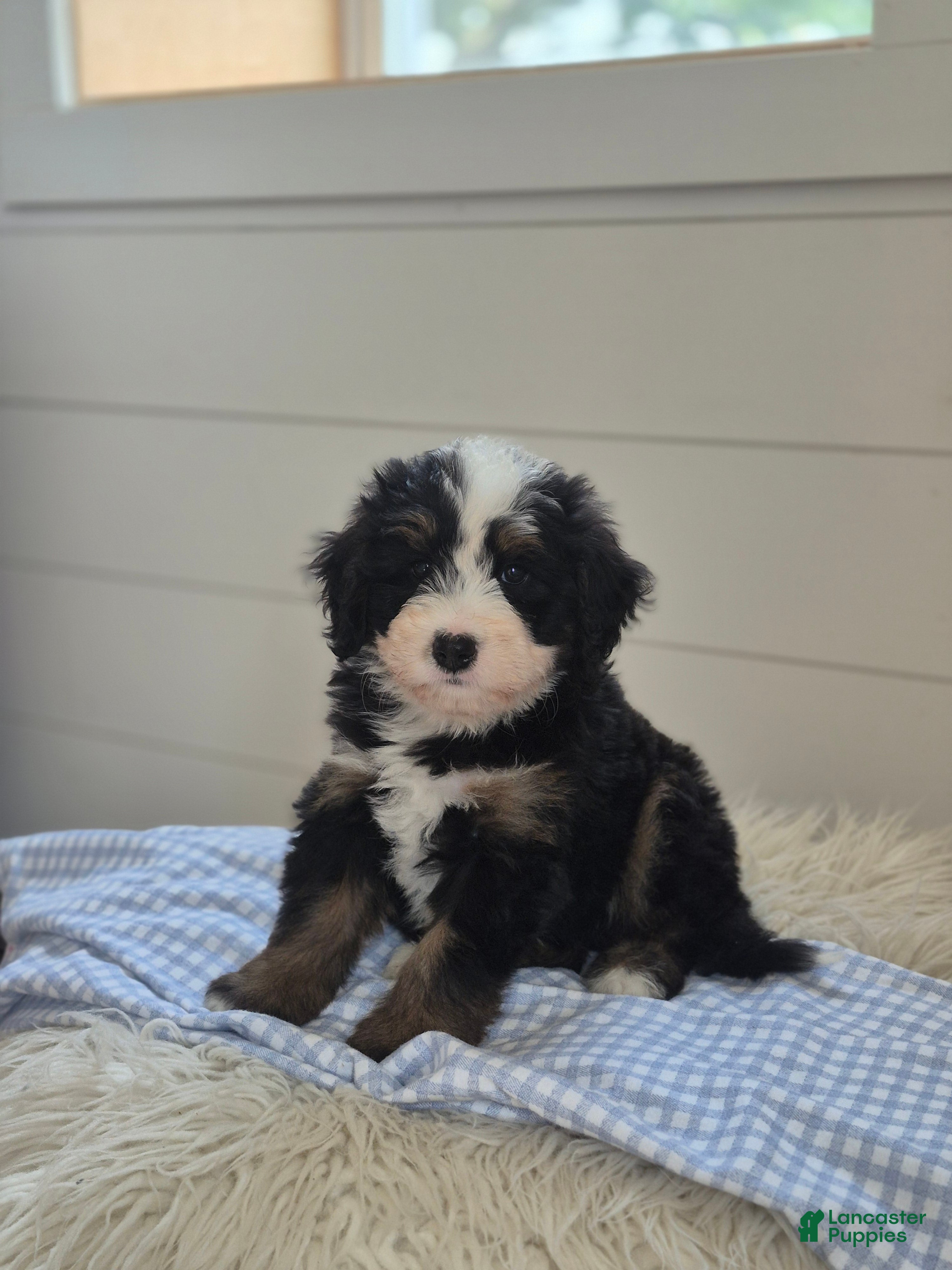 Mini Bernedoodle dogs Clay - Ad 2