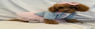 Millie- Genetically health tested Parents/Potty Training