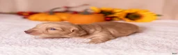 Miniature Dachshund dogs for sale: Chase - Ad 4