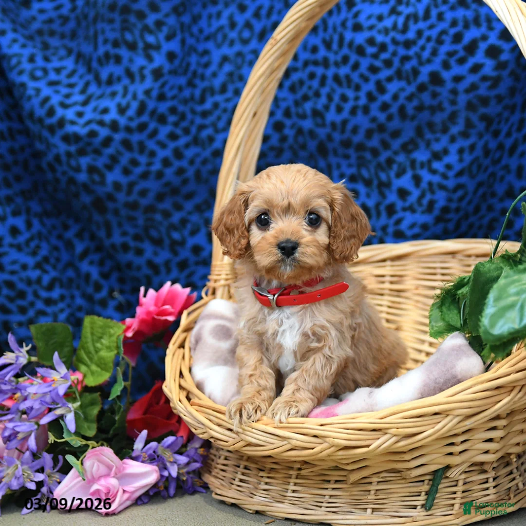 Cavapoo dogs for sale: Sweetie - Ad 1