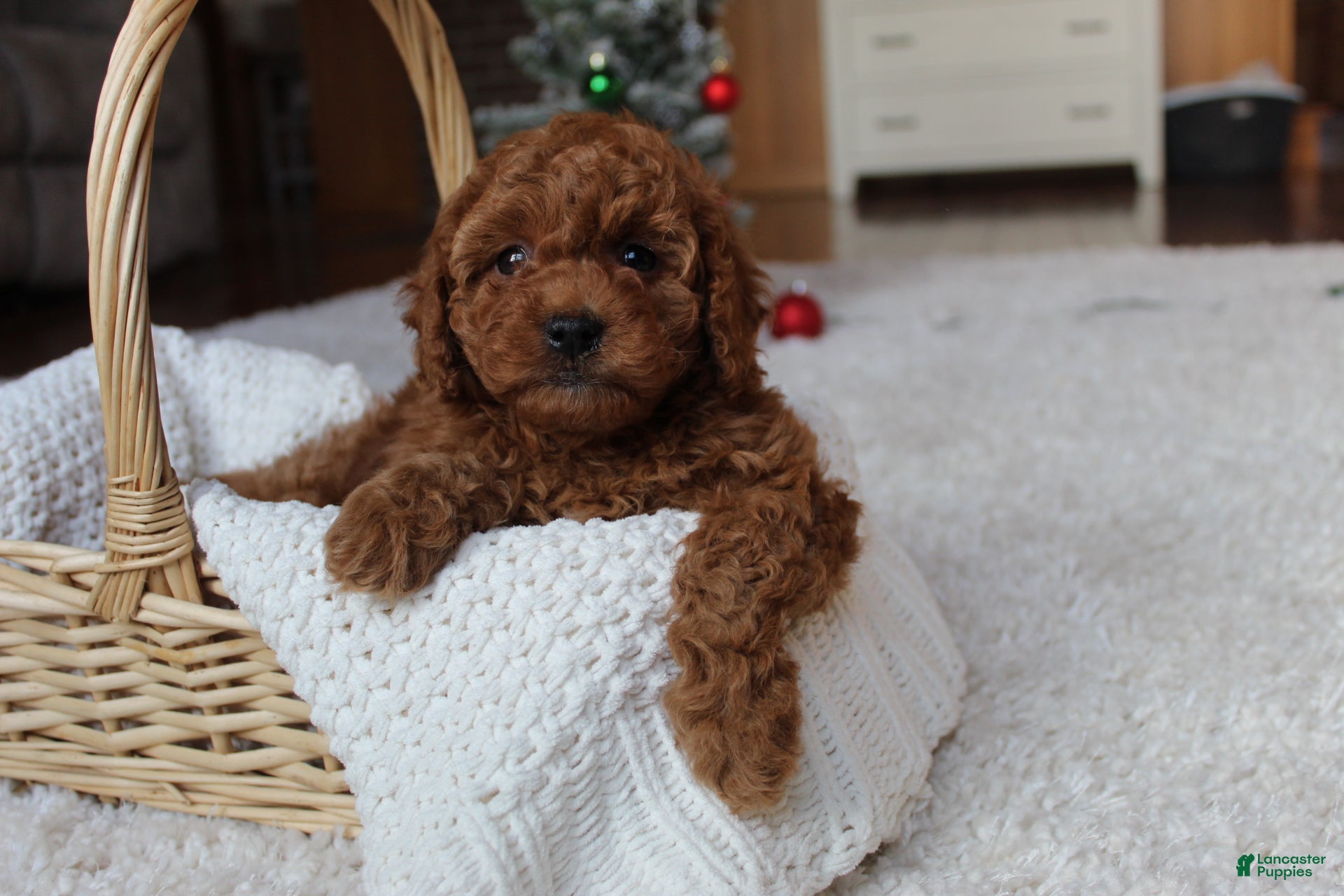 Cavapoochon dogs Millie - Ad 2