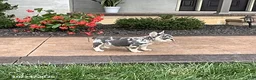 French Bulldog dogs for sale: Quincy - Ad 3