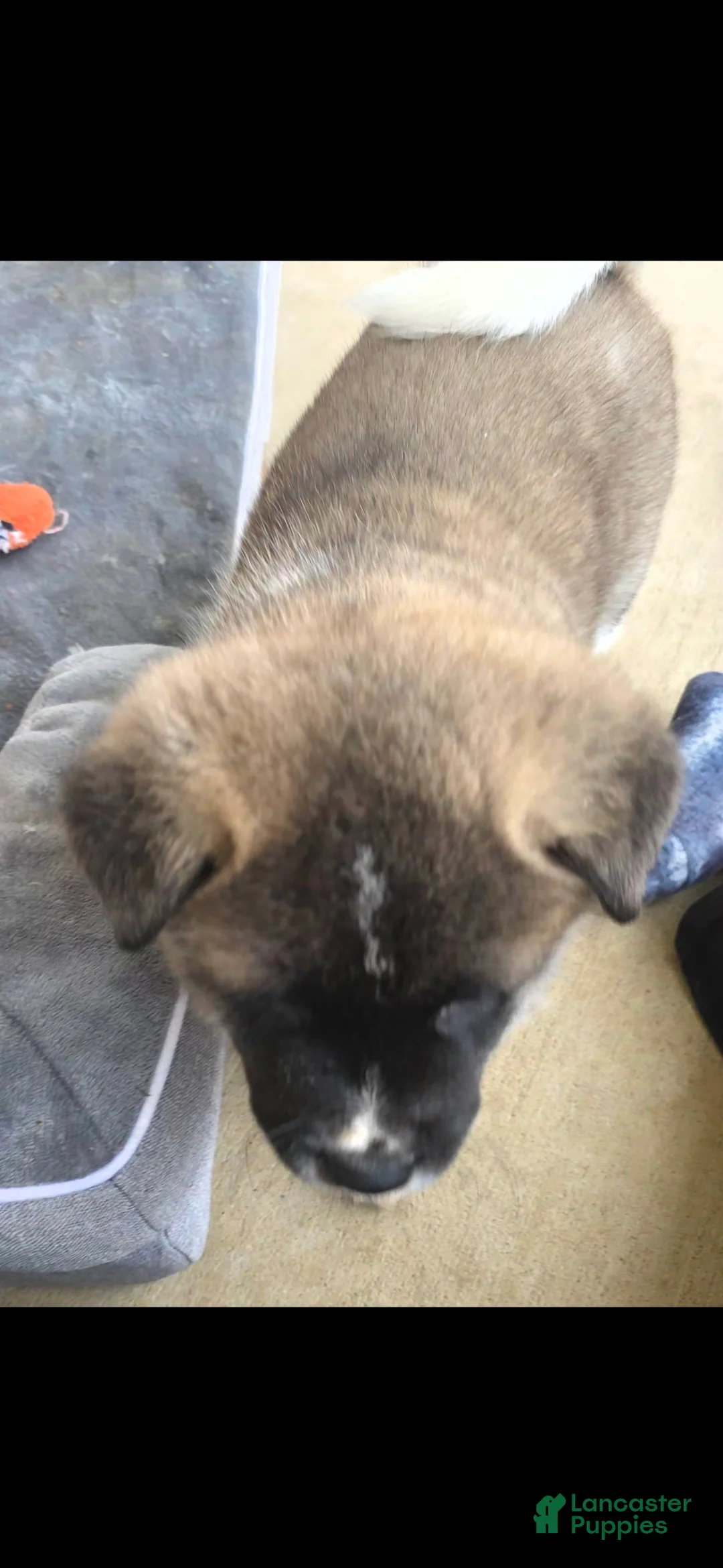 Akita dogs for sale: AKC Chance - Ad 9
