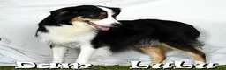 Miniature Australian Shepherd dogs for sale: Jasmine - Ad 10