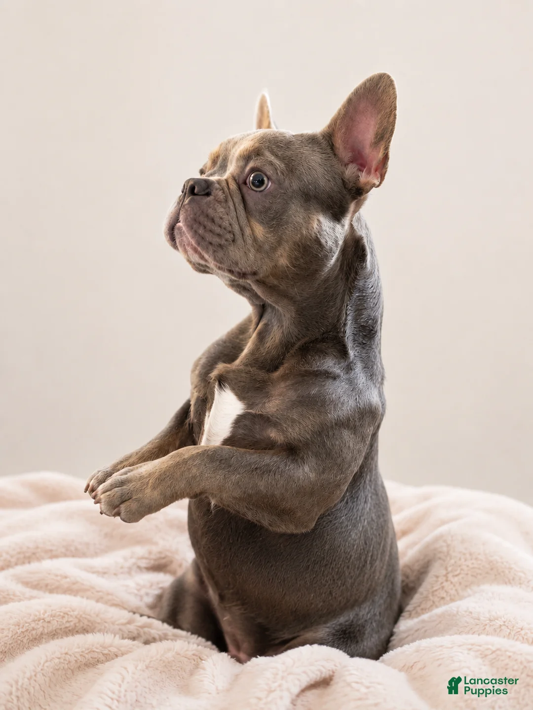 French Bulldog dogs for sale: 💙 ENZO New Shade • Beautiful Eyes 👀✨ - Ad 2