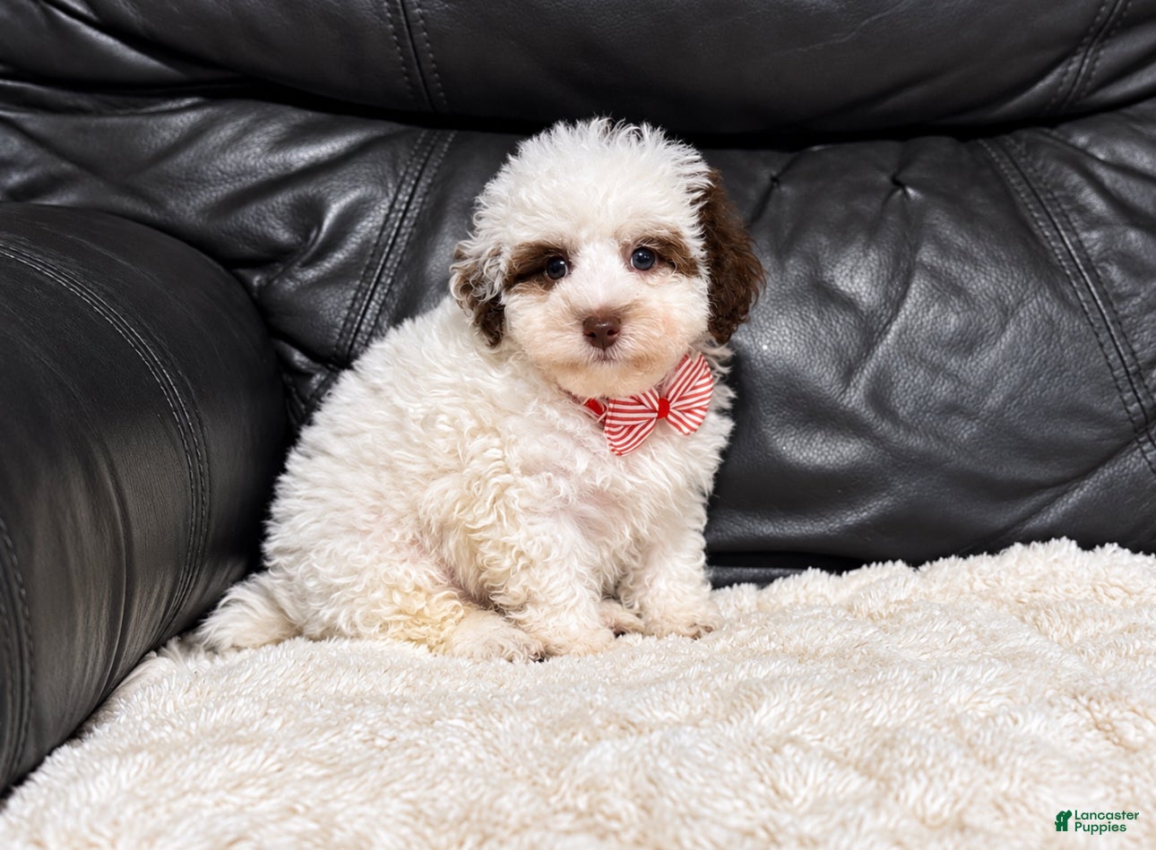 Toy Poodle dogs for sale: Koda - Ad 42