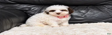 Koda