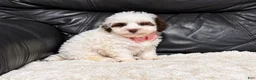 Toy Poodle dogs for sale: Koda - Ad 1