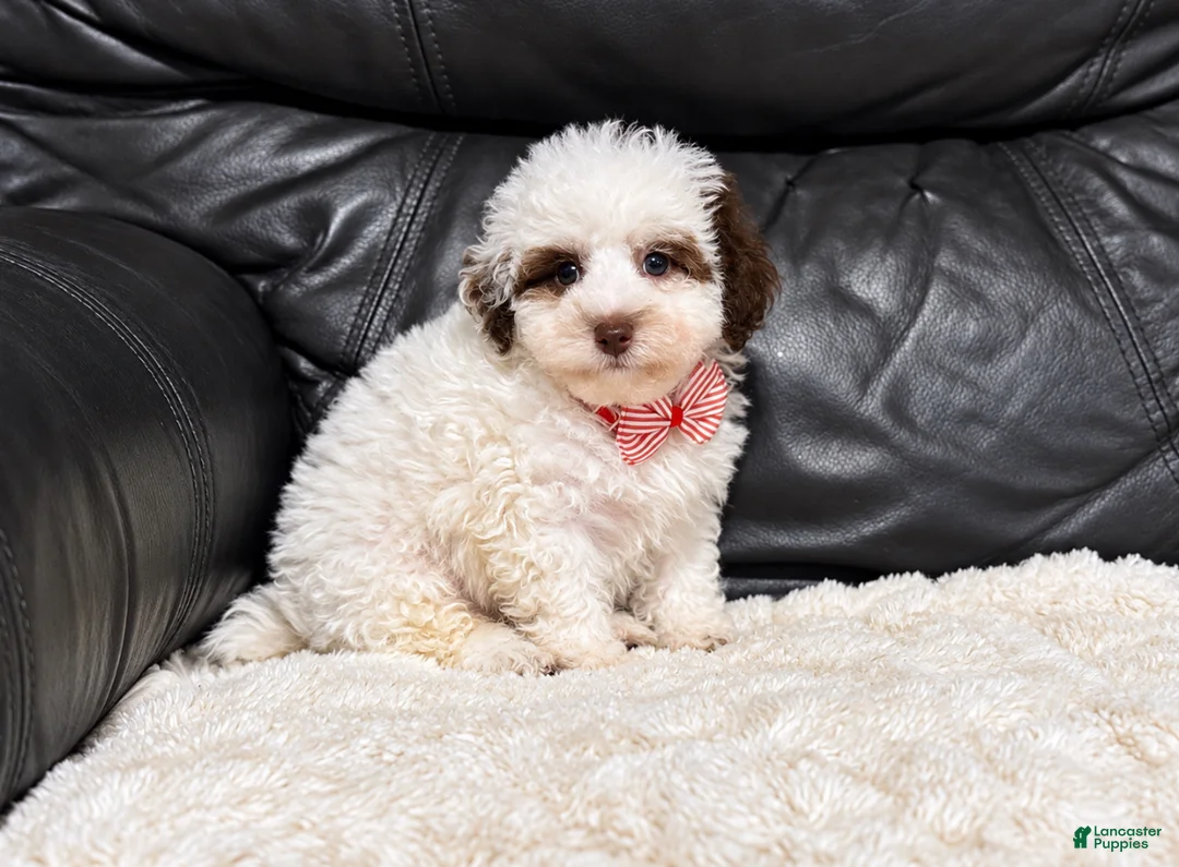 Toy Poodle dogs for sale: Koda - Ad 1