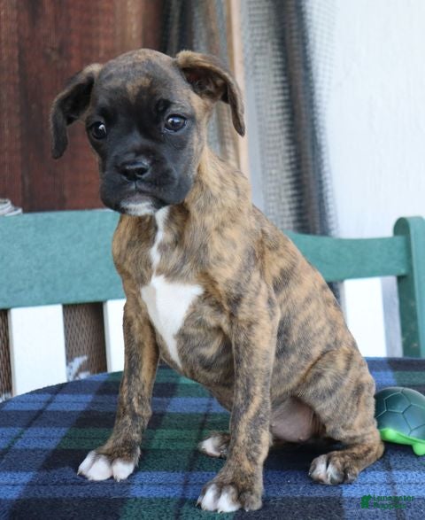 Boxer dogs Julie  - Ad 1