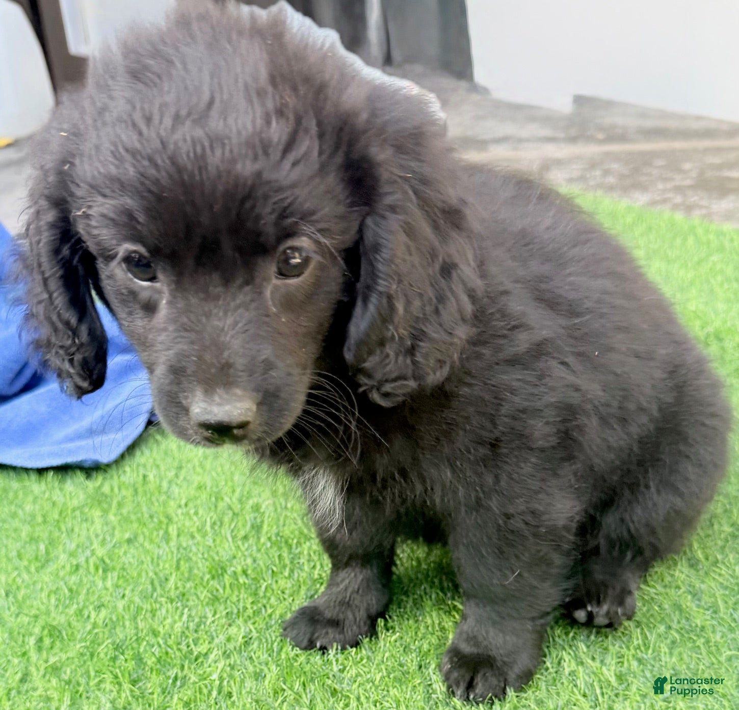 Mini Aussiedoodle dogs Lexie - Ad 2