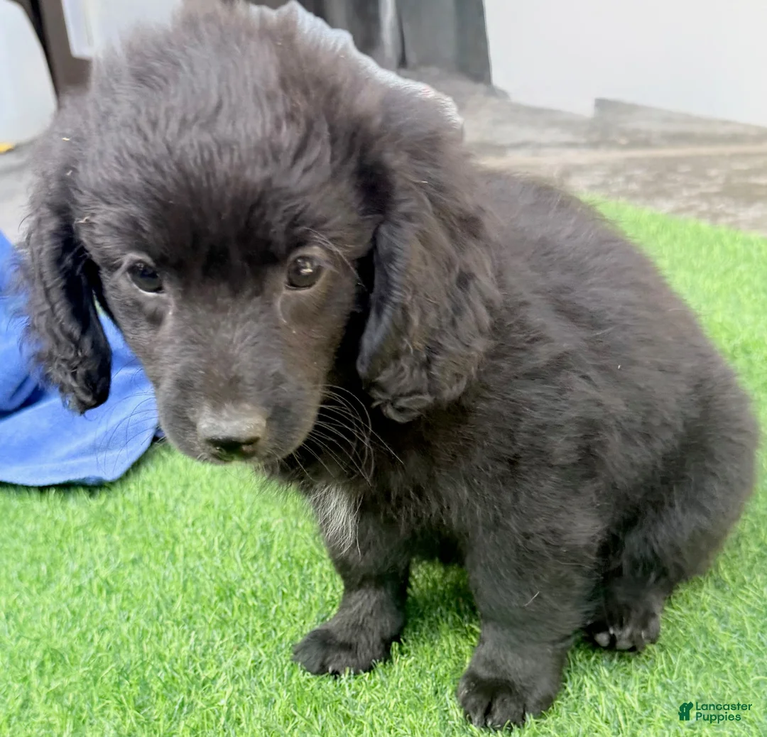 Mini Aussiedoodle dogs for sale: Lexie - Ad 2