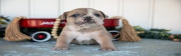 Mixed Breed dogs for sale: Travis - Ad 1