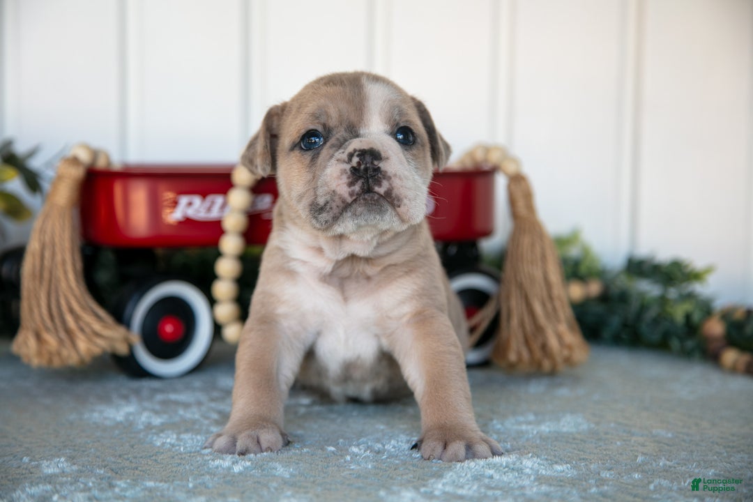 Mixed Breed dogs for sale: Travis - Ad 1