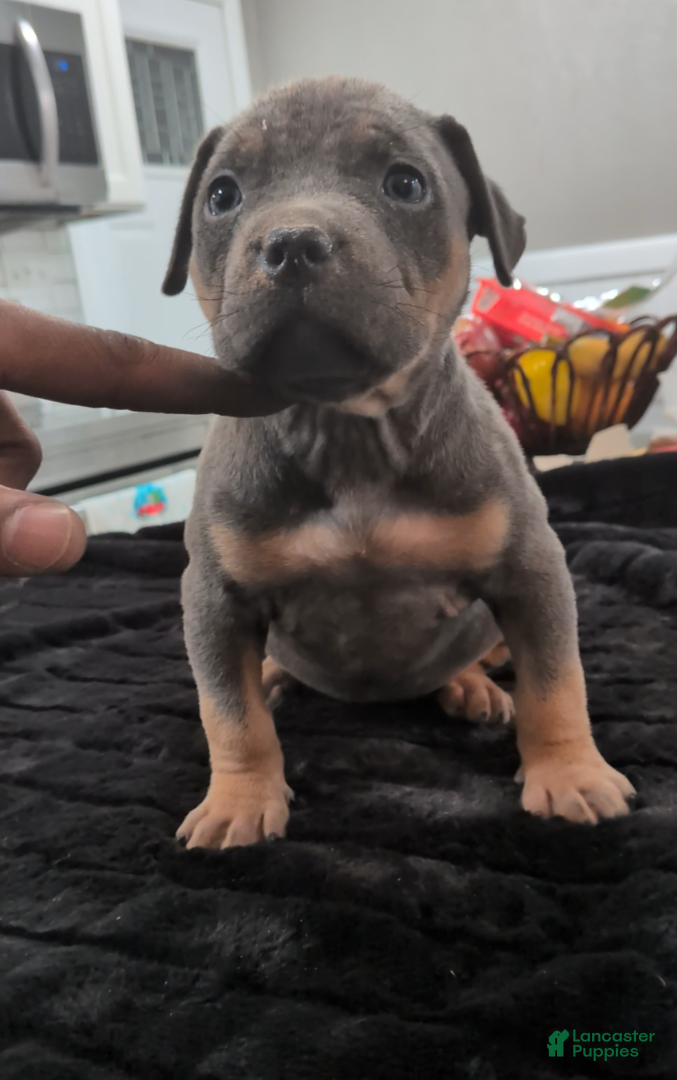 American Bully dogs Luna - Ad 1