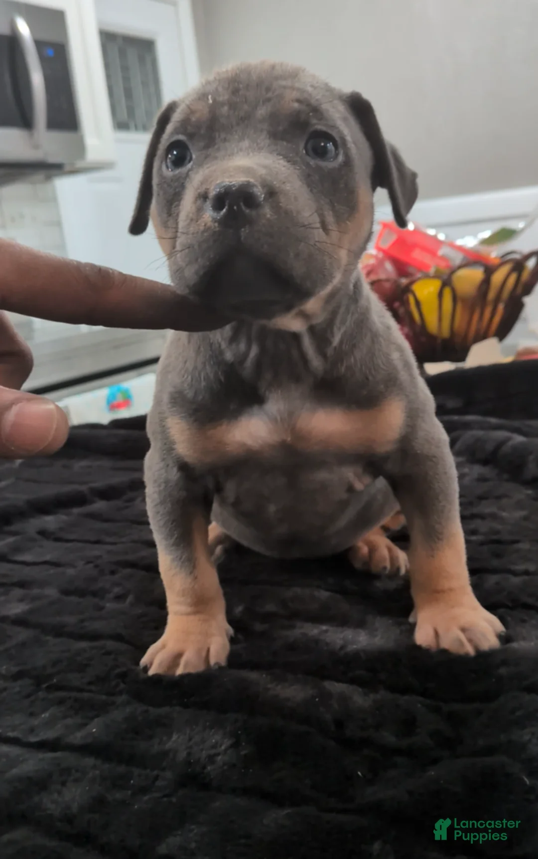 American Bully dogs for sale: Luna - Ad 1