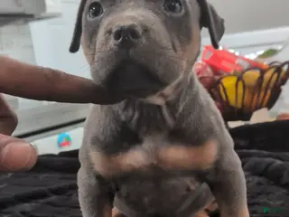American Bully dogs for sale: Luna - Ad 4