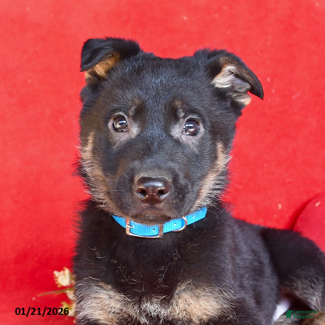 German Shepherd dogs for sale: Justin - Ad 2