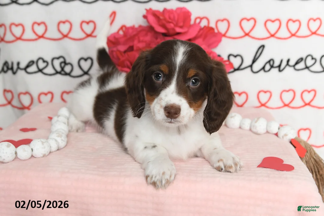 Miniature Dachshund dogs for sale: Major - Ad 3