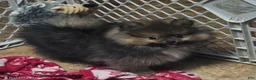 Pomeranian dogs for sale: Akc Minnie  - Ad 4