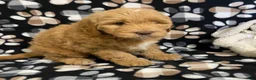 Goldendoodle dogs for sale: Mason- genetic clear parents - Ad 4