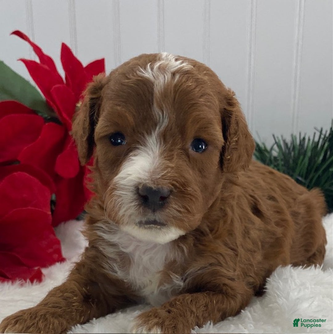 Cavapoo dogs for sale: Sawyer - Ad 3