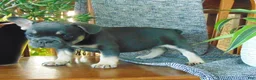 French Bulldog dogs for sale: Ben - Ad 11