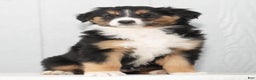Australian Shepherd dogs for sale: Candy - Ad 6