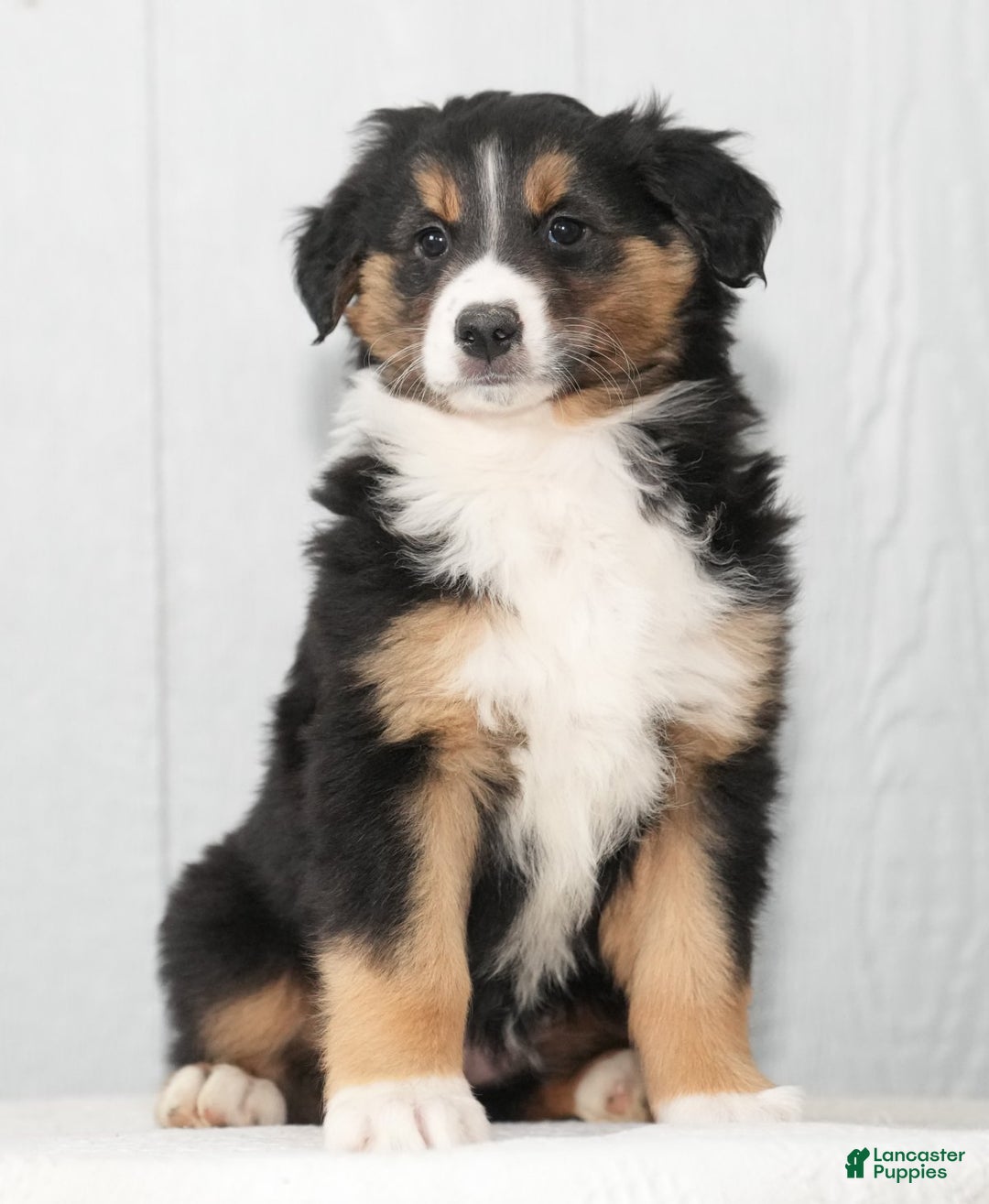 Australian Shepherd dogs for sale: Candy - Ad 6