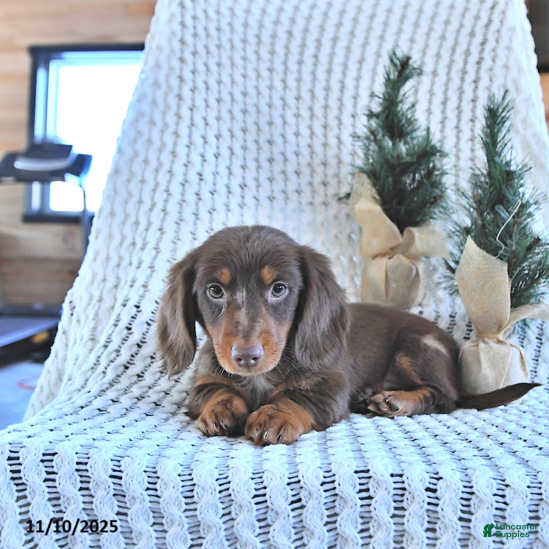 Miniature Dachshund dogs for sale: Archie - Ad 4