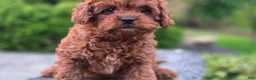 Cavapoo dogs for sale: Henry - Ad 17