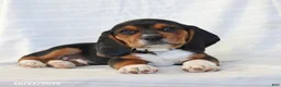 Beagle dogs for sale: Ace - Ad 5