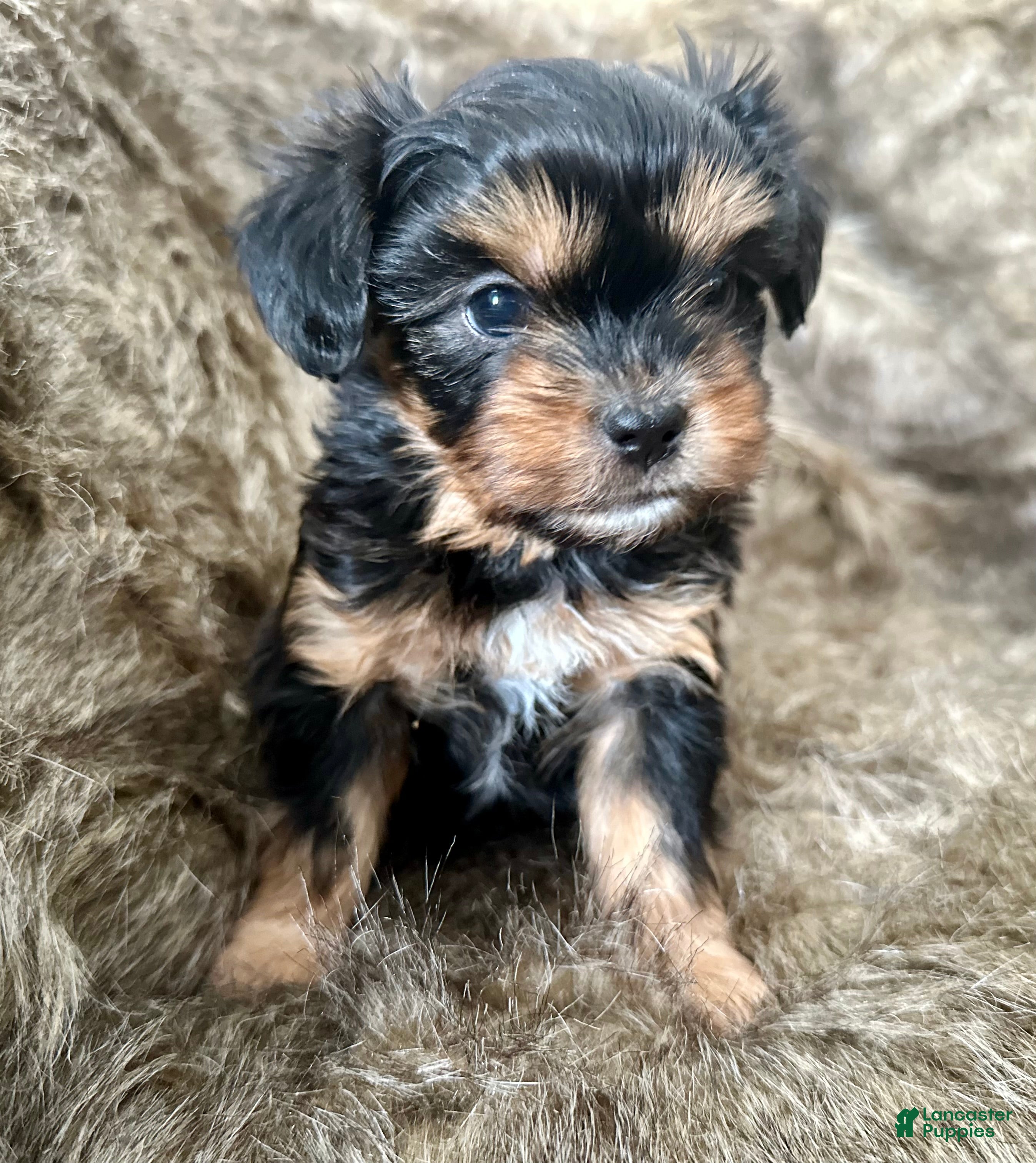 Shorkie dogs Adalyn - Ad 26