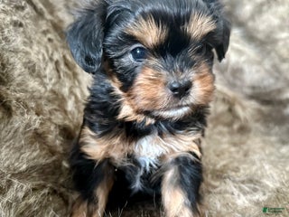Shorkie dogs Adalyn - Ad 36