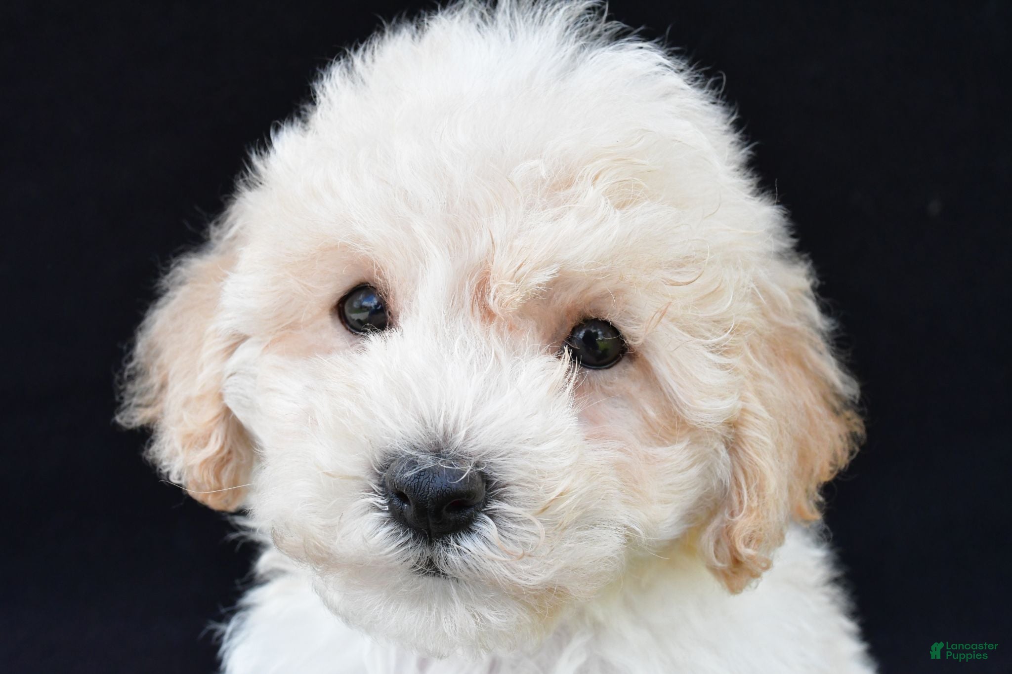 Cavachon dogs Joy - Ad 2
