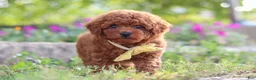 Miniature Poodle dogs for sale: Jance - Ad 3