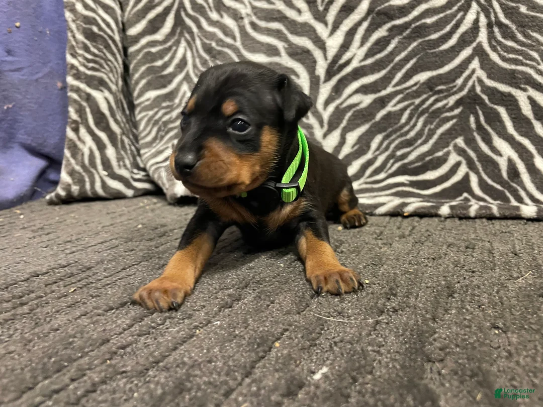 Miniature Pinscher dogs for sale: Panda - Ad 1