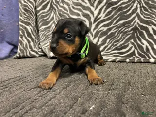 Miniature Pinscher dogs for sale: Panda - Ad 1
