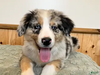Australian Shepherd dogs Raptor - Ad 7
