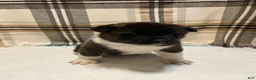 Akita dogs for sale: Lilla - Ad 3